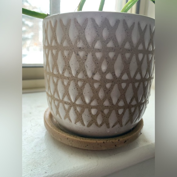 Pothos Plant - Picture 8 of 12